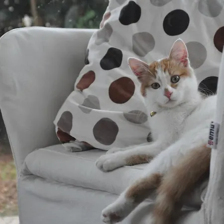 ホームステイ La Mansarda Di Margherita